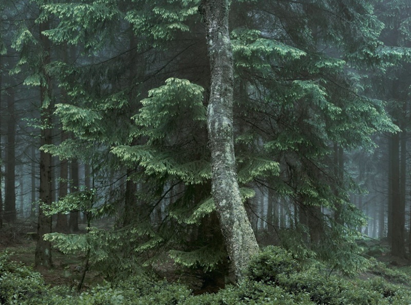 Michael Lange – Wald und Fluss