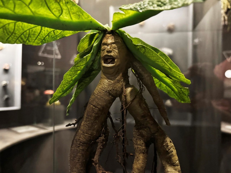 Wissensreise: Fantastische Tierwesen